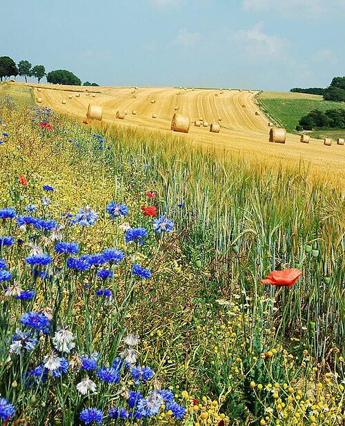 field