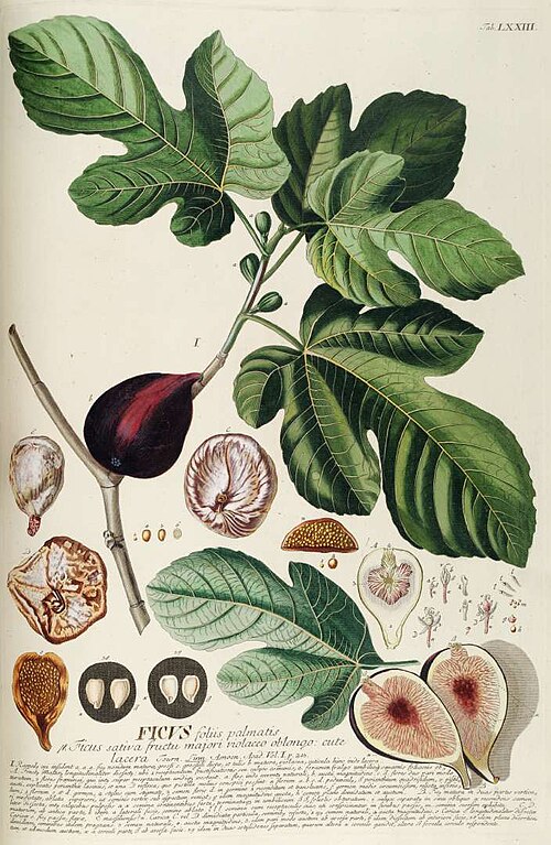 fig