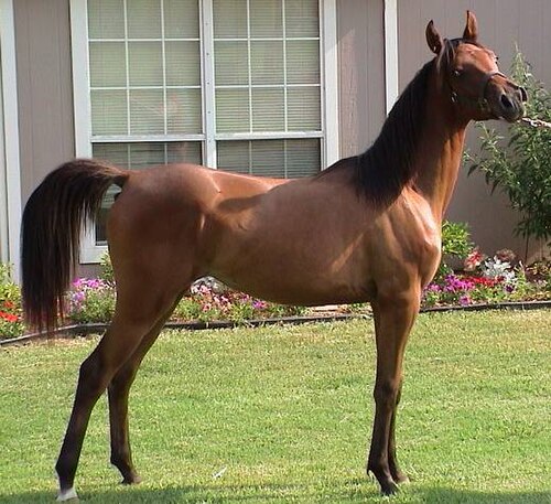 filly
