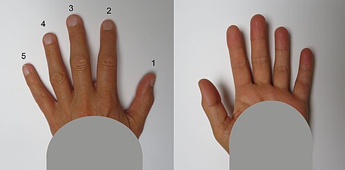 finger