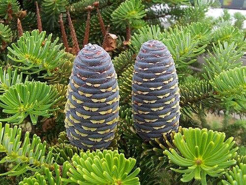 fir