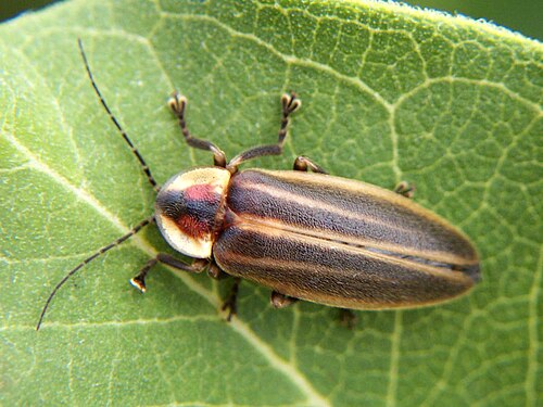 firefly
