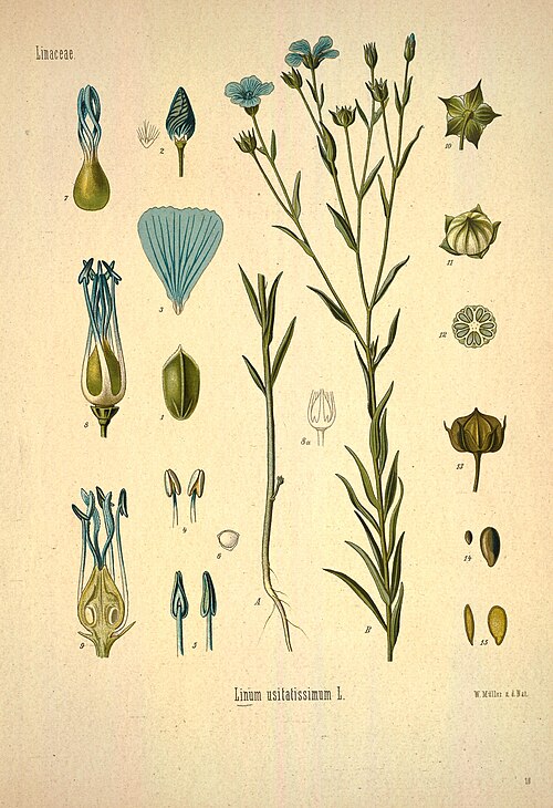 flax