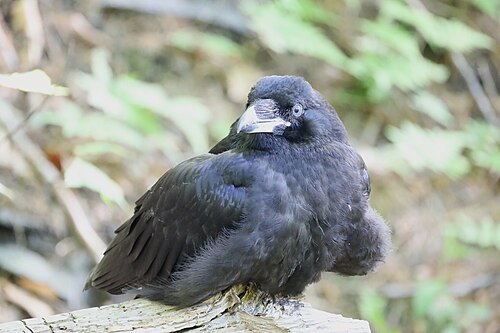 fledgling