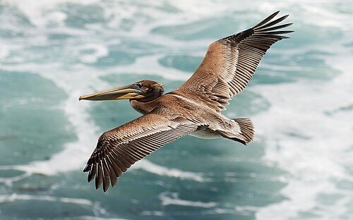 flight