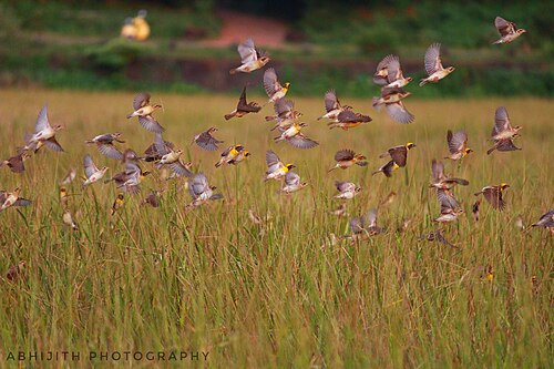 flock