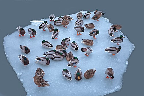 floe