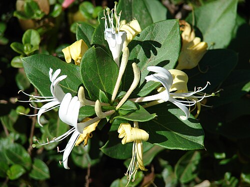 floral scent