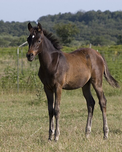 foal