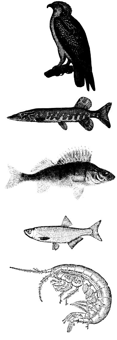 food chain