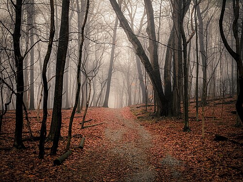 foreboding
