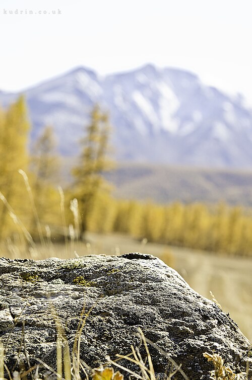 foreground