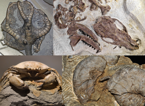 fossil record