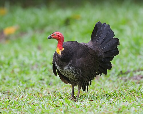 fowl