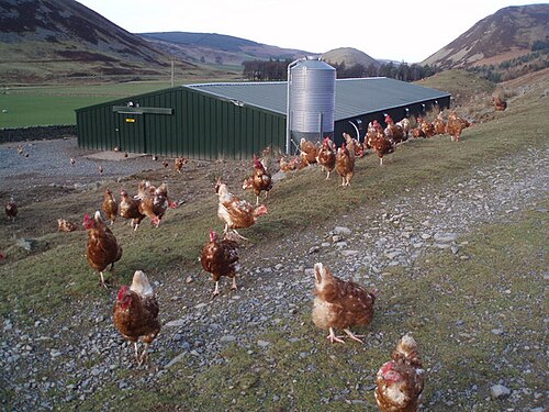 free-range
