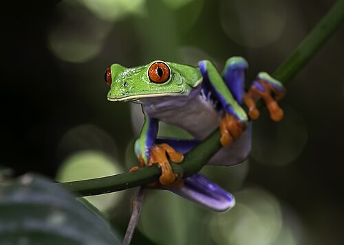 frog