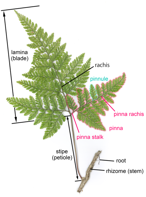 frond