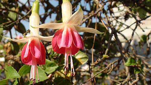 fuchsia