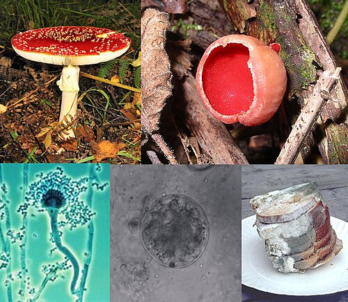 fungus
