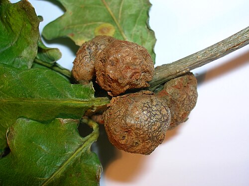 gall