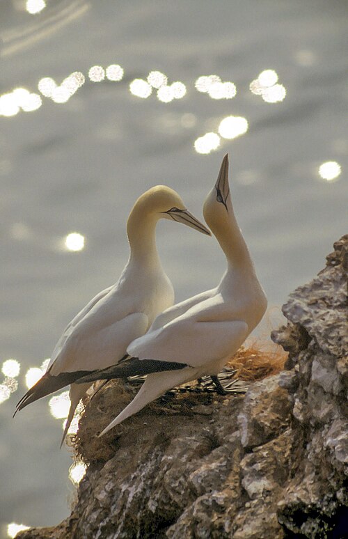 gannet