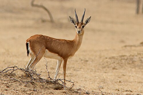 gazelle