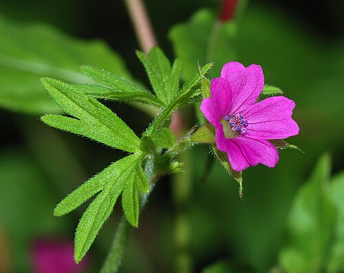 geranium