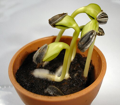 germinate