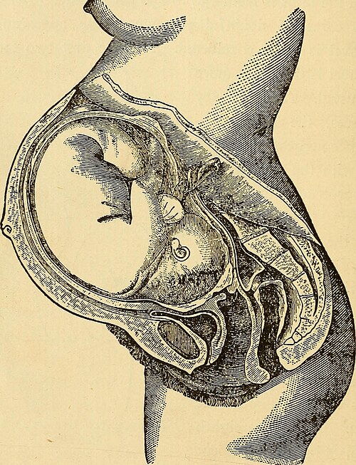 gestation