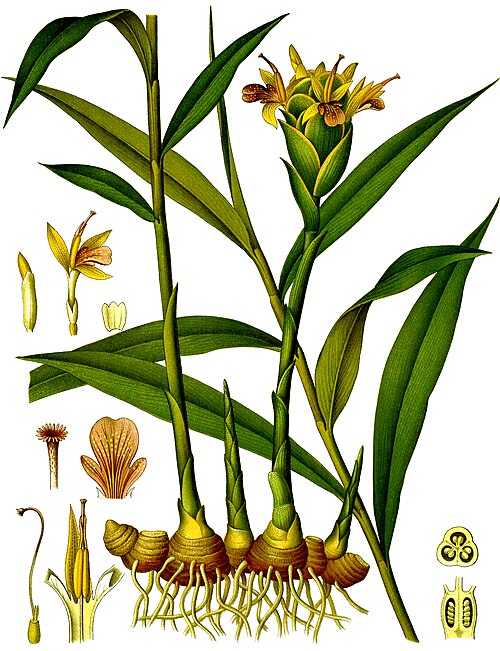 ginger