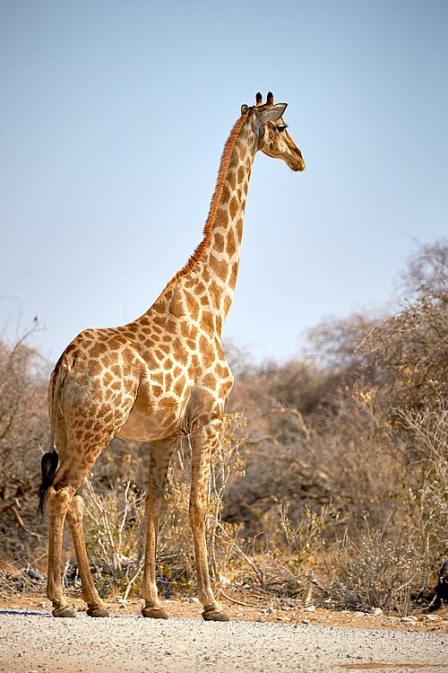 giraffe