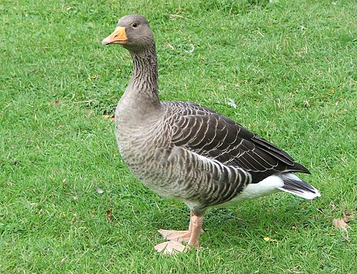 goose