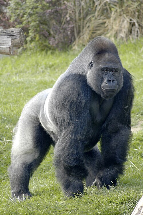 gorilla