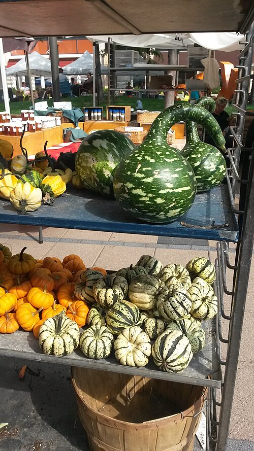 gourd
