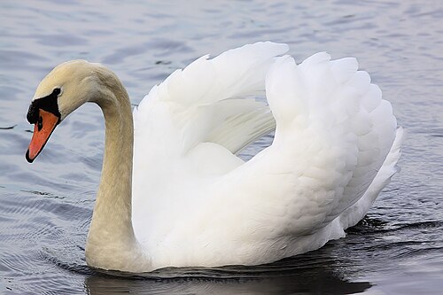graceful