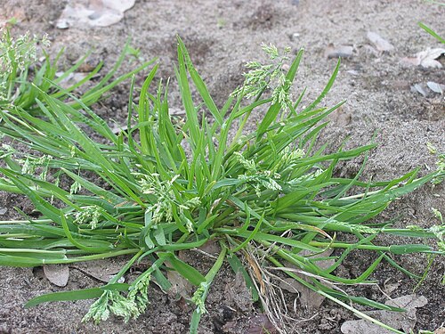 grass