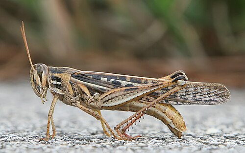 grasshopper