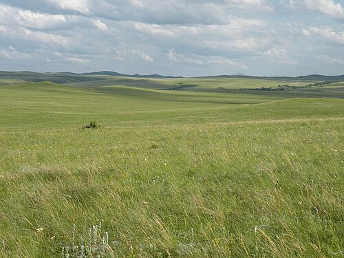 grassland