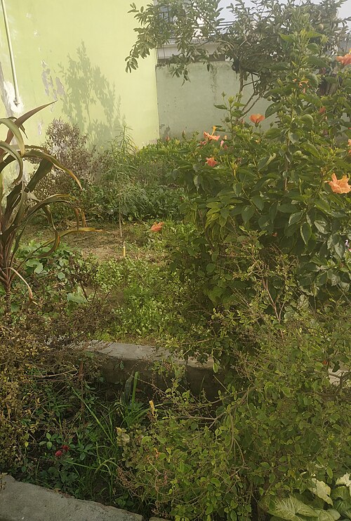 greenery