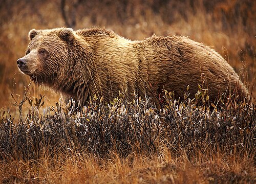 grizzly