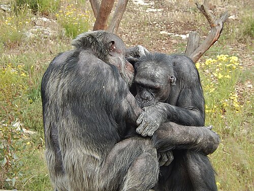 grooming