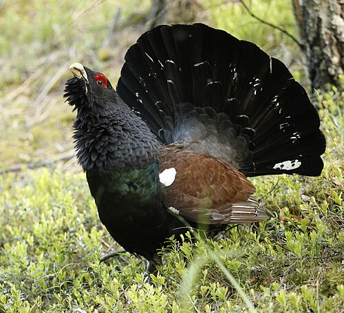 grouse