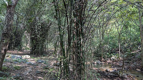 grove
