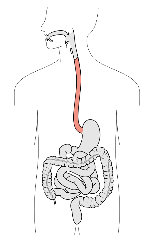 gullet