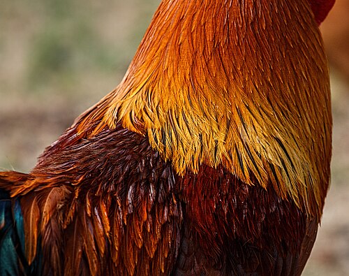 hackles