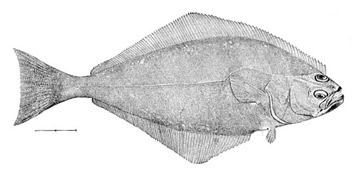 halibut