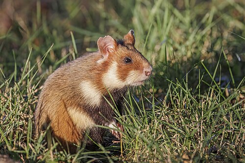 hamster