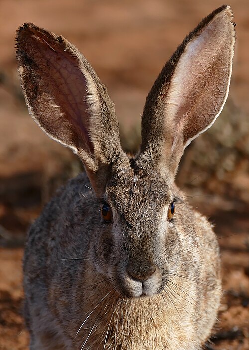 hare