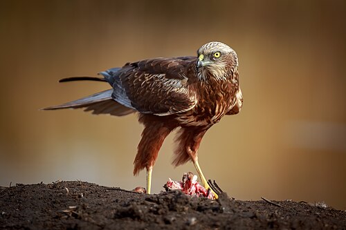 harrier