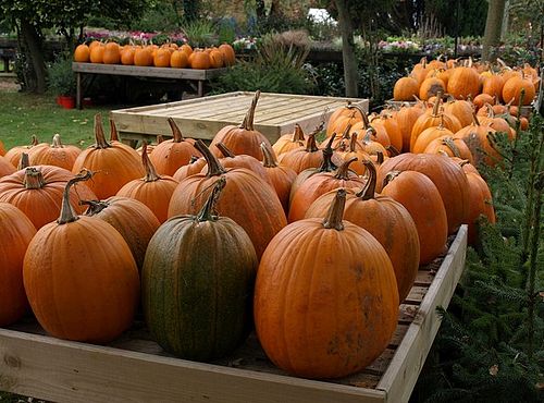 harvest festival
